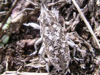 Cyphocleonus dealbatus