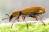 Danacea nigritarsis
