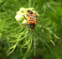 Lygaeus equestris