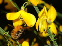 Bombus pascuorum - Common Carder-bee