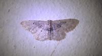 Idaea filicata
