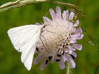 Siona lineata - Black-veined Moth