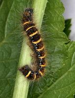 Trichiura crataegi - Pale Eggar