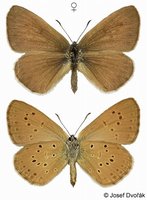 Maculinea alcon f. alcon