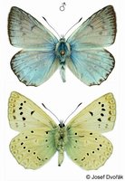 Polyommatus daphnis - Meleager's Blue