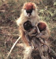 Patas monkey (Erythrocebus patas)