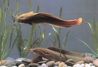 Clarias batrachus, Walking catfish: fisheries, aquaculture, aquarium