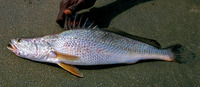 Pseudotolithus typus, Longneck croaker: fisheries