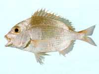 Dentex tumifrons, Yellowback seabream: fisheries