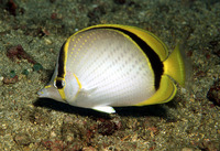 Chaetodon selene, Yellow-dotted butterflyfish: fisheries, aquarium