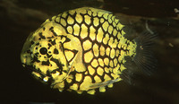 Monocentris japonica, Pineconefish: aquarium