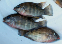 Pelmatochromis buettikoferi, :