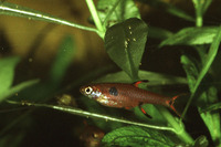 Boraras maculatus, Dwarf rasbora: aquarium