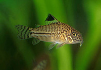 Corydoras trilineatus, Threestripe corydoras: aquarium