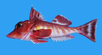 Bellator loxias, Barred searobin: