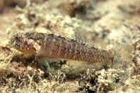 Millerigobius macrocephalus, :
