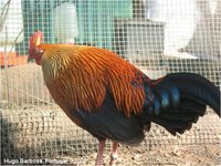 Ceylon Junglefowl Gallus lafayettei