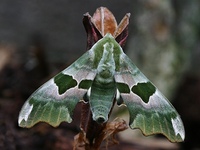 Mimas tiliae - Lime Hawk-moth