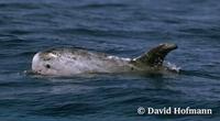 Image of: Grampus griseus (Risso's dolphin)