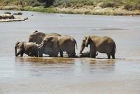 Image of: Loxodonta africana (African bush elephant)