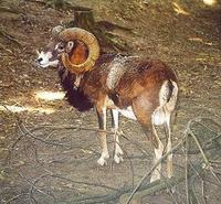 Image of: Ovis ammon (argali)