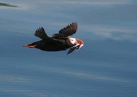 Fratercula cirrhata - Tufted Puffin