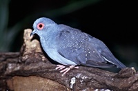 Geopelia cuneata - Diamond Dove