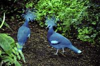 Goura victoria - Victoria Crowned-Pigeon