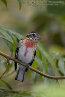 Pheucticus ludovicianus - Rose-breasted Grosbeak