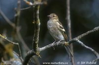 Fringilla coelebs - Common Chaffinch