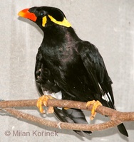 Gracula religiosa - Hill Mynah