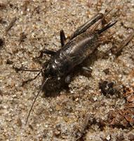 Image of: Gryllus