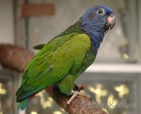 Pionus menstruus - Blue-headed Parrot