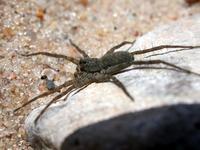 Image of: Lycosidae (wolf spiders)