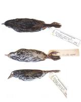 Image of: Ammodramus maritimus (seaside sparrow)