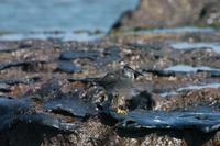 Image of: Heteroscelus incanus (wandering tattler)