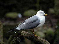Image of: Larus crassirostris (black-tailed gull)