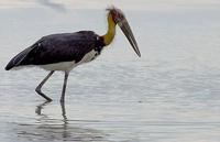 Image of: Leptoptilos javanicus (lesser adjutant)