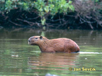 Hydrochaeris hydrochaeris - Capybara