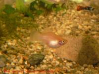 Xiphophorus maculatus - Moon Fish