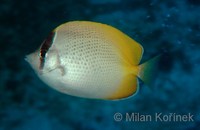 Chaetodon guentheri - Crochet Butterflyfish