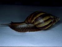 Image of: Achatina fulica (giant african snail)