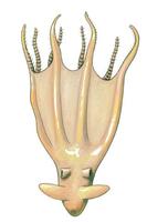 Image of: Stauroteuthis syrtensis