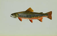 Image of: Salvelinus fontinalis (brook trout)