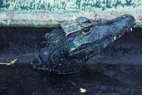 Image of: Paleosuchus trigonatus (Schneider's dwarf caiman)