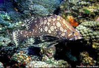 Dermatolepis inermis - Donkey Fish