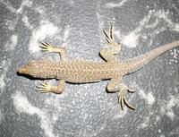 Acanthodactylus cantoris