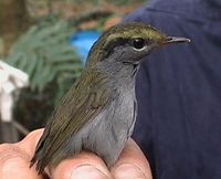 Grey-bellied Tesia - Tesia cyaniventer