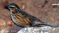 Nilgiri Pipit - Anthus nilghiriensis