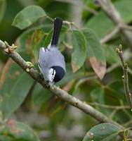 Tropical Gnatcatcher (Polioptila plumbea) photo